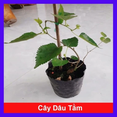Cây dâu tằm Bonsai chậu cây cảnh để bàn - Mini xinh, giá ưu đãi 45.000đ 10 Cây dâu tằm Bonsai chậu cây cảnh để bàn - Mini xinh, giá ưu đãi 45.000đ 10