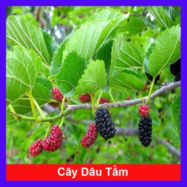 Cây Dâu Tằm - Cây cảnh sân vườn, xanh tươi, dễ trồng, giảm còn 39.000 VND
