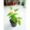 Cây Dâu Tằm - Cây cảnh sân vườn, xanh tươi, dễ trồng, giảm còn 39.000 VND 4