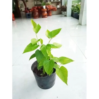Cây Dâu Tằm - Cây cảnh sân vườn, xanh tươi, dễ trồng, giảm còn 39.000 VND