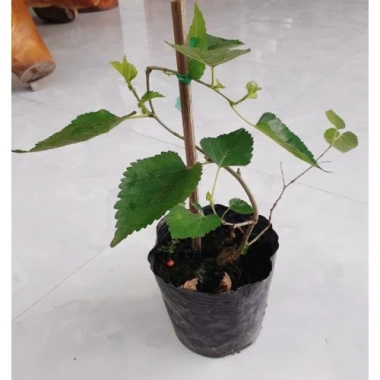 Cây Dâu Tằm - Cây cảnh sân vườn, xanh tươi, dễ trồng, giảm còn 39.000 VND