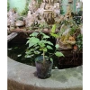 Cây Dâu Tằm - Cây cảnh sân vườn, xanh tươi, dễ trồng, giảm còn 39.000 VND 6