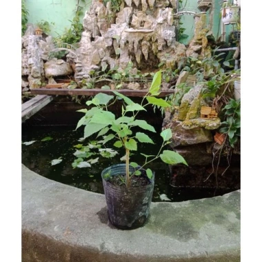 Cây Dâu Tằm - Cây cảnh sân vườn, xanh tươi, dễ trồng, giảm còn 39.000 VND 6 Cây Dâu Tằm - Cây cảnh sân vườn, xanh tươi, dễ trồng, giảm còn 39.000 VND 6