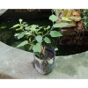 Cây Dâu Tằm - Cây cảnh sân vườn, xanh tươi, dễ trồng, giảm còn 39.000 VND 7