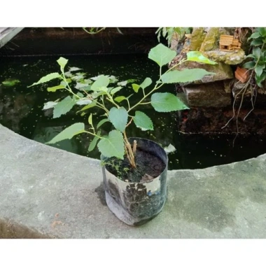 Cây Dâu Tằm - Cây cảnh sân vườn, xanh tươi, dễ trồng, giảm còn 39.000 VND 7 Cây Dâu Tằm - Cây cảnh sân vườn, xanh tươi, dễ trồng, giảm còn 39.000 VND 7