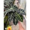 Cây để bàn Môn Quan Âm 25cm - Bụi cây khỏe lá, phong thủy tốt - Giá 16.000₫ 2