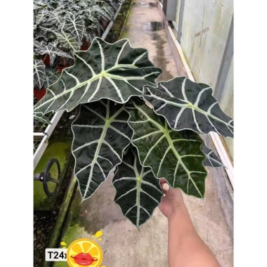 Cây để bàn Môn Quan Âm 25cm - Bụi cây khỏe lá, phong thủy tốt - Giá 16.000₫ 2