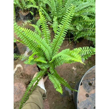 Cây để bàn Môn Quan Âm 25cm - Bụi cây khỏe lá, phong thủy tốt - Giá 16.000₫ 3