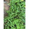 Cây để bàn Môn Quan Âm 25cm - Bụi cây khỏe lá, phong thủy tốt - Giá 16.000₫ 4