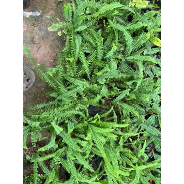 Cây để bàn Môn Quan Âm 25cm - Bụi cây khỏe lá, phong thủy tốt - Giá 16.000₫ 4