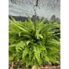 Cây để bàn Môn Quan Âm 25cm - Bụi cây khỏe lá, phong thủy tốt - Giá 16.000₫ 5