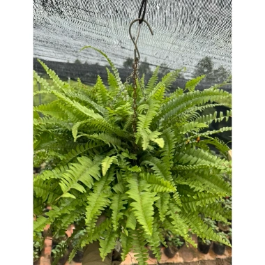 Cây để bàn Môn Quan Âm 25cm - Bụi cây khỏe lá, phong thủy tốt - Giá 16.000₫ 5