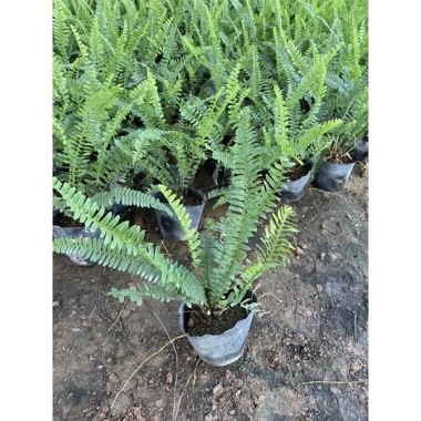 Cây để bàn Môn Quan Âm 25cm - Bụi cây khỏe lá, phong thủy tốt - Giá 16.000₫ 7