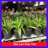 Cây Địa Lan Hoa Tím - Cây cảnh trang trí, giá ưu đãi 45.000đ, giá gốc 57.600đ