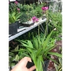 Cây Địa Lan Hoa Tím - Cây cảnh trang trí, giá ưu đãi 45.000đ, giá gốc 57.600đ 2