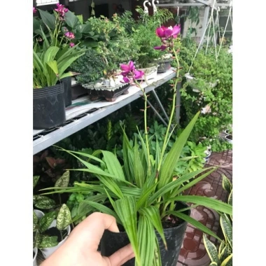 Cây Địa Lan Hoa Tím - Cây cảnh trang trí, giá ưu đãi 45.000đ, giá gốc 57.600đ 2