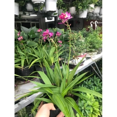 Cây Địa Lan Hoa Tím - Cây cảnh trang trí, giá ưu đãi 45.000đ, giá gốc 57.600đ 3