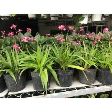 Cây Địa Lan Hoa Tím - Cây cảnh trang trí, giá ưu đãi 45.000đ, giá gốc 57.600đ 4