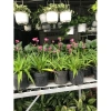Cây Địa Lan Hoa Tím - Cây cảnh trang trí, giá ưu đãi 45.000đ, giá gốc 57.600đ 5