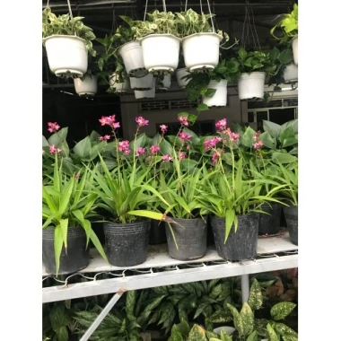 Cây Địa Lan Hoa Tím - Cây cảnh trang trí, giá ưu đãi 45.000đ, giá gốc 57.600đ 5