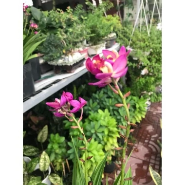Cây Địa Lan Hoa Tím - Cây cảnh trang trí, giá ưu đãi 45.000đ, giá gốc 57.600đ 6