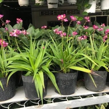 Cây Địa Lan Hoa Tím - Cây cảnh trang trí, giá ưu đãi 45.000đ, giá gốc 57.600đ 7