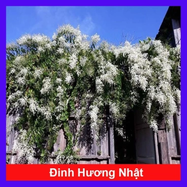Cây Đinh Hương Nhật - Cây Tuyết Trắng, hoa leo thơm vani, ra hoa 5 tháng, chỉ 65.000₫