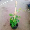 Cây Đinh Hương Nhật - Cây Tuyết Trắng, hoa leo thơm vani, ra hoa 5 tháng, chỉ 65.000₫ 2