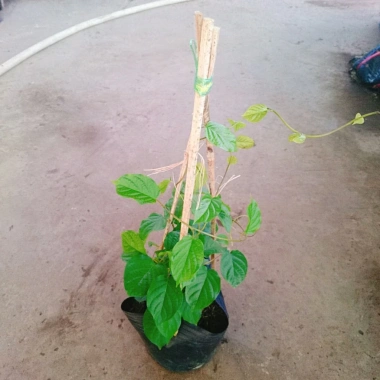 Cây Đinh Hương Nhật - Cây Tuyết Trắng, hoa leo thơm vani, ra hoa 5 tháng, chỉ 65.000₫