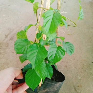 Cây Đinh Hương Nhật - Cây Tuyết Trắng, hoa leo thơm vani, ra hoa 5 tháng, chỉ 65.000₫