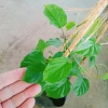 Cây Đinh Hương Nhật - Cây Tuyết Trắng, hoa leo thơm vani, ra hoa 5 tháng, chỉ 65.000₫ 4
