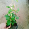 Cây Đinh Hương Nhật - Cây Tuyết Trắng, hoa leo thơm vani, ra hoa 5 tháng, chỉ 65.000₫ 5