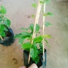 Cây Đinh Hương Nhật - Cây Tuyết Trắng, hoa leo thơm vani, ra hoa 5 tháng, chỉ 65.000₫ 6