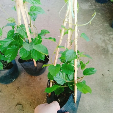 Cây Đinh Hương Nhật - Cây Tuyết Trắng, hoa leo thơm vani, ra hoa 5 tháng, chỉ 65.000₫