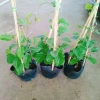 Cây Đinh Hương Nhật - Cây Tuyết Trắng, hoa leo thơm vani, ra hoa 5 tháng, chỉ 65.000₫ 8