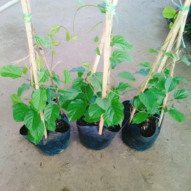 Cây Đinh Hương Nhật - Cây Tuyết Trắng, hoa leo thơm vani, ra hoa 5 tháng, chỉ 65.000₫