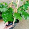 Cây Đinh Hương Nhật - Cây Tuyết Trắng, hoa leo thơm vani, ra hoa 5 tháng, chỉ 65.000₫ 9