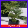 Cây Đinh Lăng - Cây cảnh sân vườn, giảm còn 28.000₫, giá gốc 35.280, dễ trồng, xanh mát