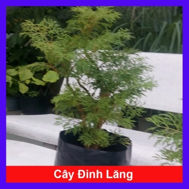 Cây Đinh Lăng - Cây cảnh sân vườn, giảm còn 28.000₫, giá gốc 35.280, dễ trồng, xanh mát