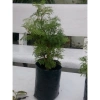 Cây Đinh Lăng - Cây cảnh sân vườn, giảm còn 28.000₫, giá gốc 35.280, dễ trồng, xanh mát 2