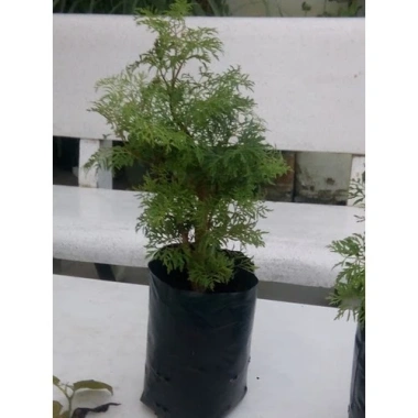 Cây Đinh Lăng - Cây cảnh sân vườn, giảm còn 28.000₫, giá gốc 35.280, dễ trồng, xanh mát