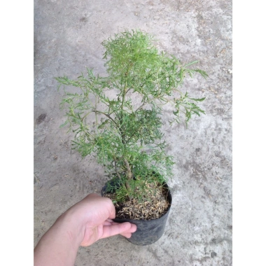 Cây Đinh Lăng - Cây cảnh sân vườn, giảm còn 28.000₫, giá gốc 35.280, dễ trồng, xanh mát