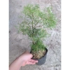 Cây Đinh Lăng - Cây cảnh sân vườn, giảm còn 28.000₫, giá gốc 35.280, dễ trồng, xanh mát 4