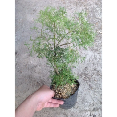 Cây Đinh Lăng - Cây cảnh sân vườn, giảm còn 28.000₫, giá gốc 35.280, dễ trồng, xanh mát