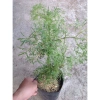 Cây Đinh Lăng - Cây cảnh sân vườn, giảm còn 28.000₫, giá gốc 35.280, dễ trồng, xanh mát 5