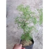 Cây Đinh Lăng - Cây cảnh sân vườn, giảm còn 28.000₫, giá gốc 35.280, dễ trồng, xanh mát 6