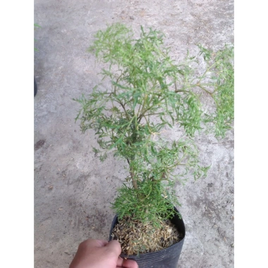 Cây Đinh Lăng - Cây cảnh sân vườn, giảm còn 28.000₫, giá gốc 35.280, dễ trồng, xanh mát
