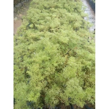 Cây Đinh Lăng - Cây cảnh sân vườn, giảm còn 28.000₫, giá gốc 35.280, dễ trồng, xanh mát