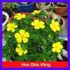 Cây đông hầu hoa dừa vàng - Cây cảnh sân vườn giá chỉ 25.000đ, xanh mát, dễ trồng, bảo dưỡng nhẹ