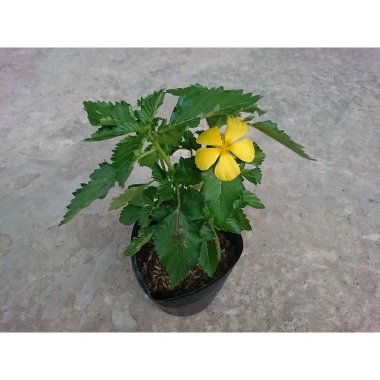 Cây đông hầu hoa dừa vàng - Cây cảnh sân vườn giá chỉ 25.000đ, xanh mát, dễ trồng, bảo dưỡng nhẹ 2
